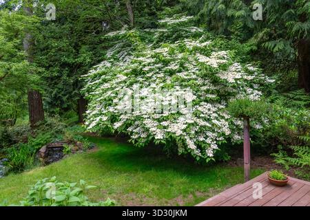 Issaquah, Washington, USA.  David Viburnum shrub, Viburnum davidii, in blossom in springtime in a forested yard, as seen from a deck. Stock Photo