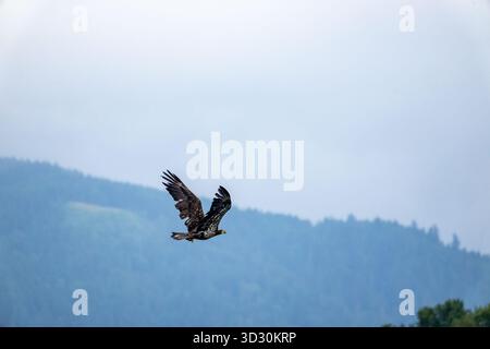 Issaquah, Washington, USA. Juvenile Bald Eagle in flight against a faded mountain background Stock Photo