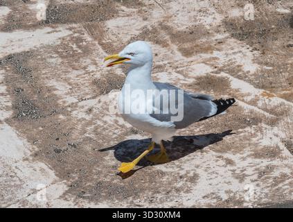 Close up of yellow legged gull larus michahellis walking on a rooftop under warm sunlight Stock Photo