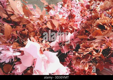 Artificial flowers with many petals and decorations background Stock Photo