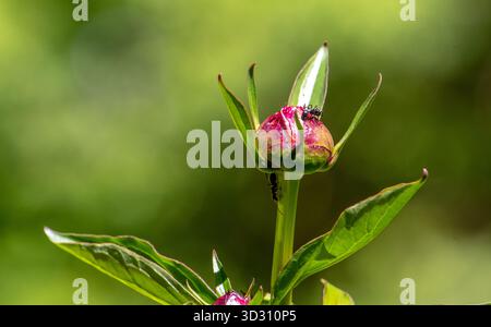 Black ant on a Peony bud, helping the flower to open and bloom Stock Photo