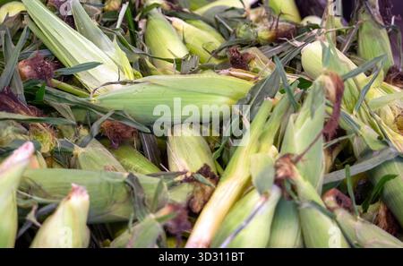 Pile of corn on the con in husks for sale at a road side stand Stock Photo