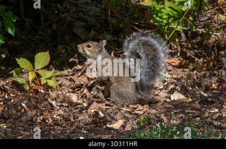 Gray squirrel looking for food on a fall day Stock Photo