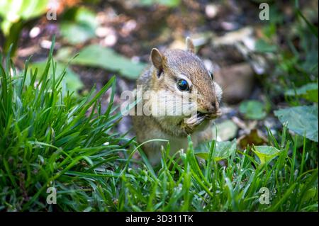 small chipmunk eats a sunflower seed found under a bird feeder in the family garden Stock Photo