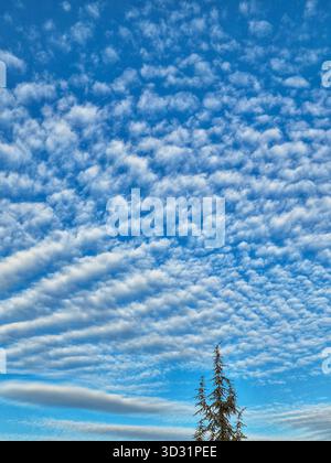 Wavy Altocumulus Clouds in Daytime Sky Over Tree. Dramatic Wavy Sky and Conifer Tree Top. High Cirrocumulus Clouds Above a Green Tree Stock Photo