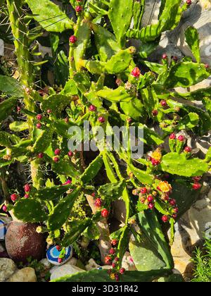 rickly Pear Cactus (Opuntia) with Reddish Fruit and Bright SunlightPrickly Pear Cactus (Opuntia) with Reddish Fruit and Bright Sunlight Stock Photo