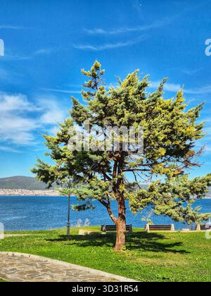 Green tree against the background of a blue seascape. Stock Photo