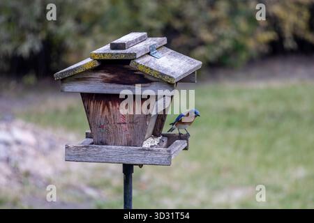 Close up view of an eastern bluebird (sialia sialis) eating at a rustic wooden bird feeder with safflower seeds Stock Photo