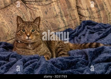 Close up view of a brown and gray striped tabby cat relaxing on a dark blue blanket on top of a sofa Stock Photo