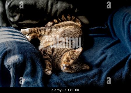 Close up view of a brown and gray striped tabby cat sleeping on a dark blue blanket on top of a vintage reclining chair Stock Photo