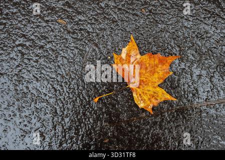 An orange maple leaf laying on the wet pavement. Autumn background. Copy space Stock Photo