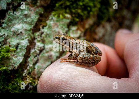 Close Up of Little Common Frog Sitting on Hand by Tree Bark Stock Photo