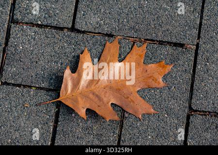 A large brown oak leaf lies flat on gray stone pavement. The scene captures the essence of autumn, with fallen leaves marking the change in season and Stock Photo