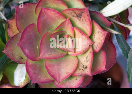 Decorative planter with pastel tones and symmetrical succulent artistry, Stylish home decor featuring pastel hue succulent with geometric pattern and Stock Photo