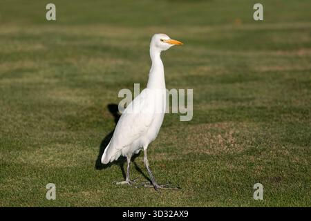 Cattle Egret; Bubulcus ibis; Canary Islands; Spain Stock Photo
