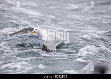 Herring Gull; Larus argentatus; on Sea; UK Stock Photo