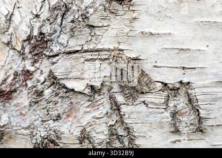 Knot Grass Moth; Acronicta rumicis; UK Stock Photo