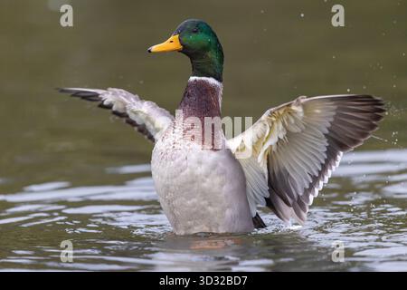 Mallard; Anas platyrhynchos; Bathing; UK Stock Photo