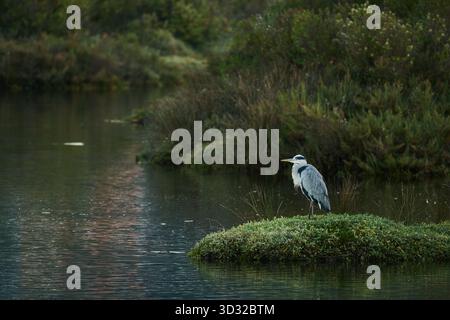 Grey heron standing on green island in wetland Stock Photo