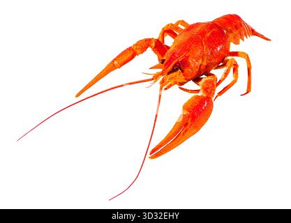 crawfish red boiled, one, isolated on white background with clipping path Stock Photo