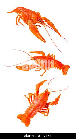 set of crayfish boiled red, isolated on white background Stock Photo