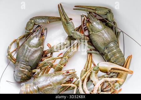 live fresh crayfish, close-up Stock Photo