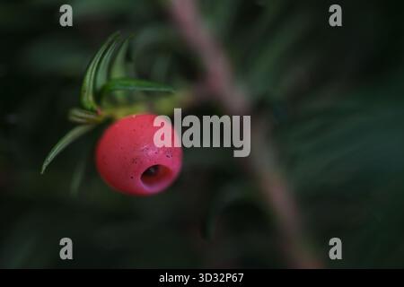 Bright red berry-like aril from the yew tree (Taxus baccata) containing a single highly poisonous seed, dark green background with needle-like leaves, Stock Photo