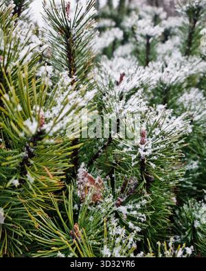 Pine needles in snow. Selective focus view of pine tree branches, winter woodland in the background. Stock Photo