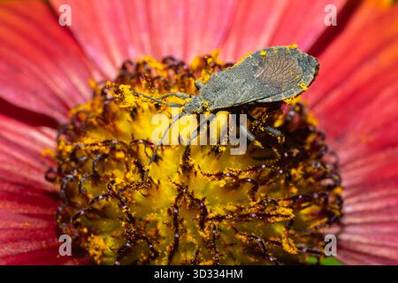 Genus Hygia bug collecting nectar from a flower Stock Photo