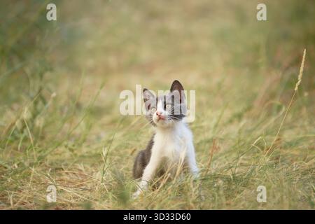 A kitten sits calmly on a warm patch of grass. The scene is peaceful with soft lighting and a relaxed pet in focus. Stock Photo