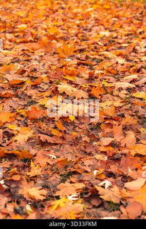 Fallen, autumn yellow leaves on the ground, background with maple leaf texture. High quality photo. Vertical photo Stock Photo