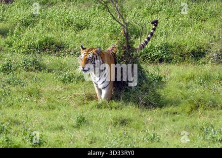 Tiger Hidden in Grass: Wild Big Cat in Natural Habitat Surrounded by Greenery Stock Photo