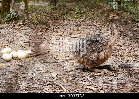 Young Ostrich With Nest Of Eggs On Dirt Ground In A Forest Setting Stock Photo