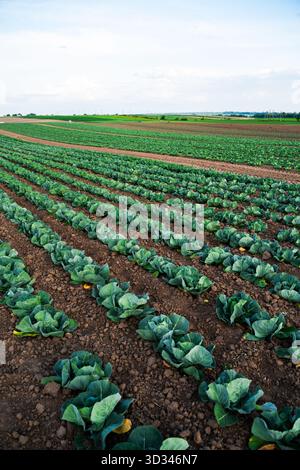 Cabbage field with close rows of leafy green vegetable plants Stock Photo