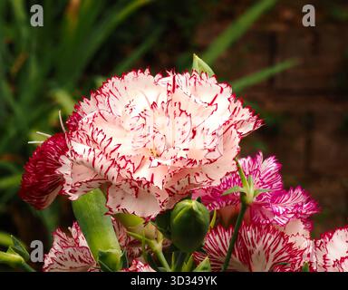 Red and white carnation flowers and buds Stock Photo