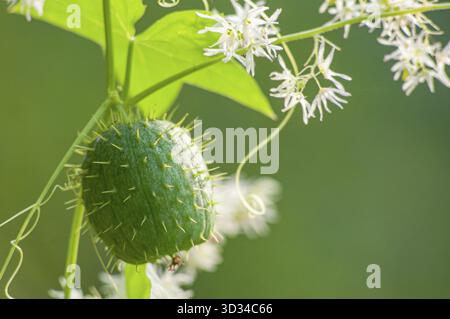 Echinocystis with flowers and fruit, garden decorative vine. liana-like climbing shrub that can form a solid green carpet on house walls, hedges and f Stock Photo