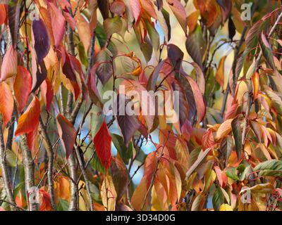 Array of cherry leaves in autumn colours Stock Photo