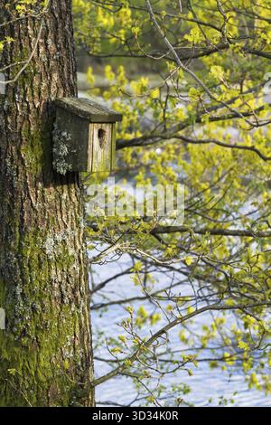 Very old nesting box covered in lichen and moss, Bird box is hanging on a tree in spring with green buds and a soft river in the background Stock Photo