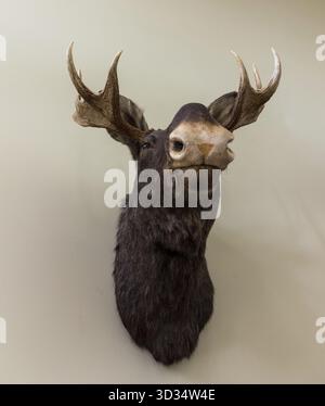 Stuffed moose head wall mount hanging on a white wall Stock Photo