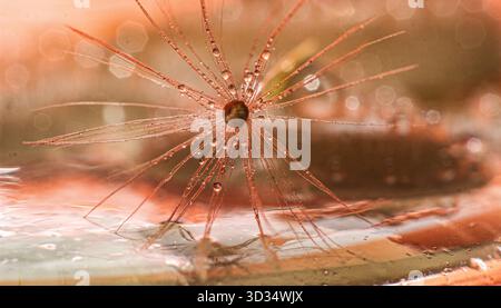 Water Droplets on Dandelion Seed Macro Stock Photo