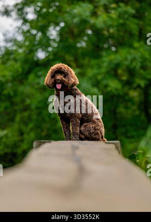 Good Boy.  Brown Poodle Mixed Dog Sitting on a Wooden Structure Stock Photo