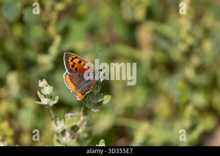 Small copper Lycaena phlaeas, imago basking, Hustai National Park, Töv Province, Mongolia, August Stock Photo