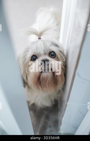 Shih tzu dog peek through open door Stock Photo