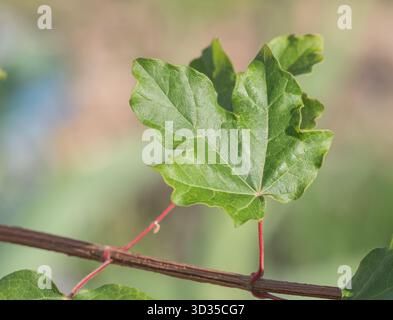 Detailed view of a field maple Acer campestre leaf on a sunlit branch highlighting its vibrant shape and natural texture Stock Photo