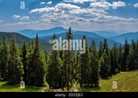 Scenic mountain forest with tall conifers and layered ridges fading into the distance. A tranquil natural view with depth, texture, and soft clouds. Stock Photo