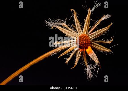 Close-up of a dried flower head with wispy filaments and curved sepals, set against a black background. Stock Photo