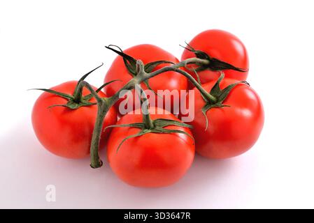 branch of large fresh natural red tomatoes on a white background, close-up, selective focus Stock Photo