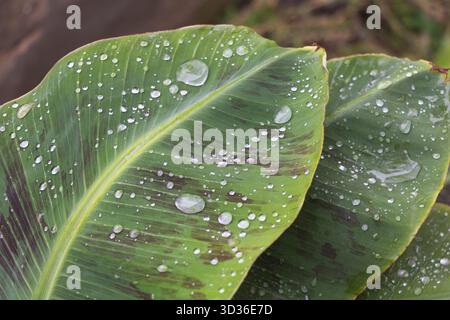 Water droplets on green banana leaves after rain close-up Stock Photo