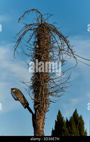 An unusual tree with dry, twisted branches and a street lamp resembling a human silhouette, against a bright blue sky, highlighting the beauty of natu Stock Photo