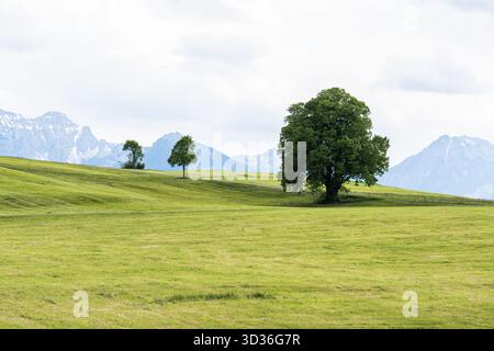 A single tree stands tall in a wide, grassy alpine meadow. Stock Photo